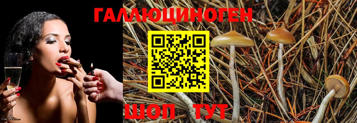 Новороссийск  Псилоцибиновые грибы Psilocybe  Вход с VPN  Галлюциногенные грибы прущие грибы 